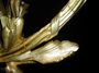 Paire d'appliques de style Louis XV, en bronze doré